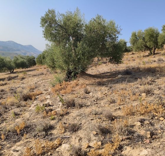 Olivar El Saucejo