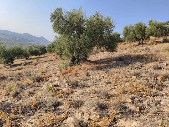 Olivar El Saucejo