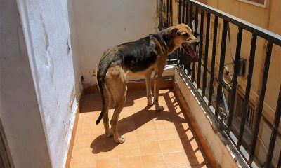 Perro en balcon