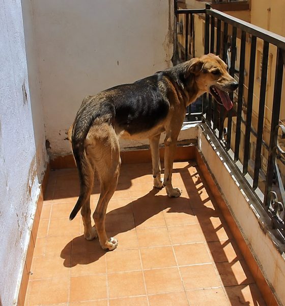 Perro en balcon