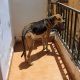 Perro en balcon