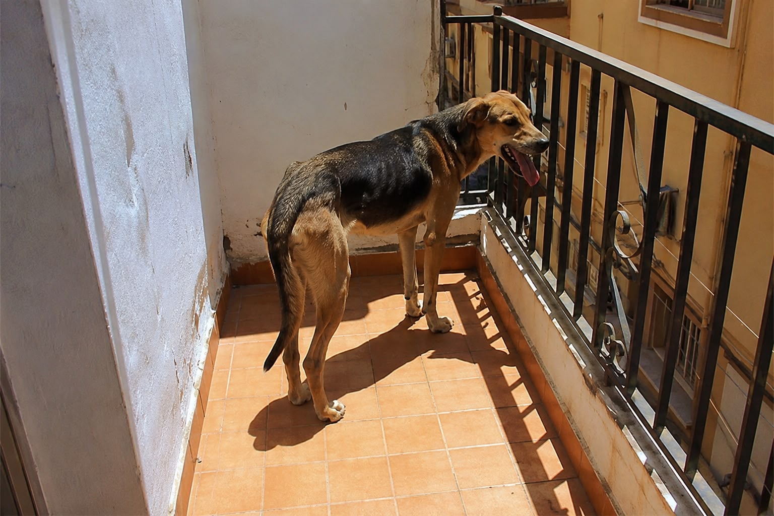 Perro en balcon