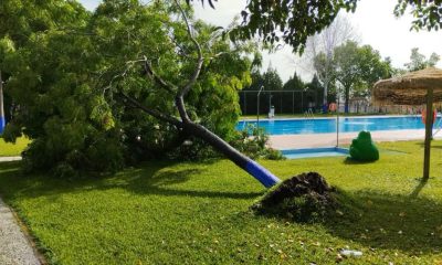 arbol piscina huevar