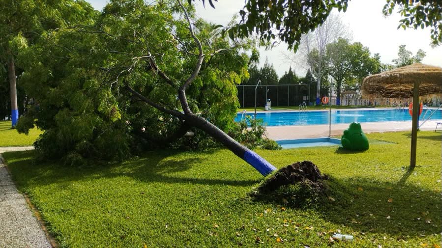 arbol piscina huevar