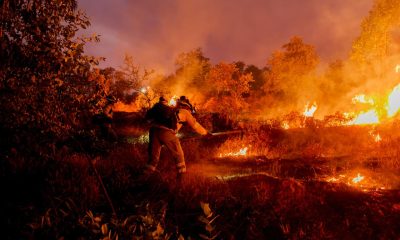 Incendio forestal noche