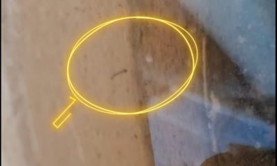 Larva mosquito