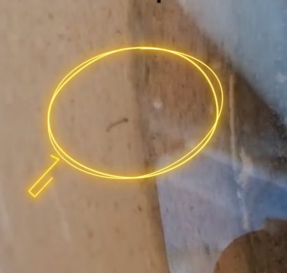 Larva mosquito