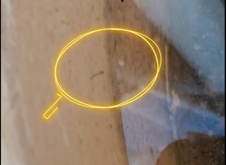 Larva mosquito