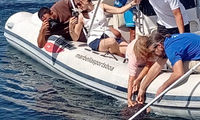Tortuga mar