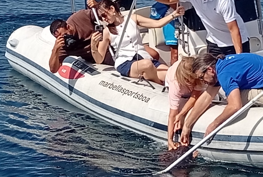 Tortuga mar