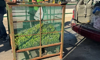 Aceitunas robadas Arahal