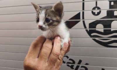 Gato incendio Alcala
