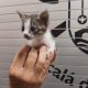Gato incendio Alcala