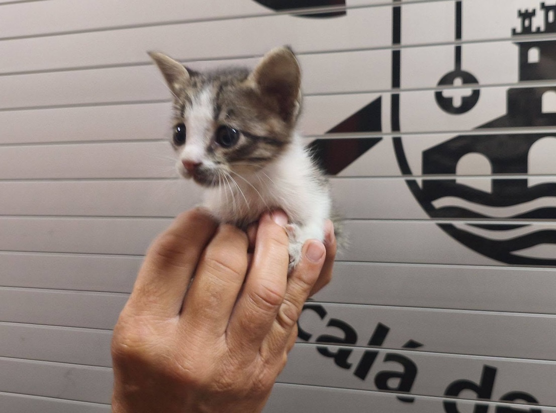 Gato incendio Alcala