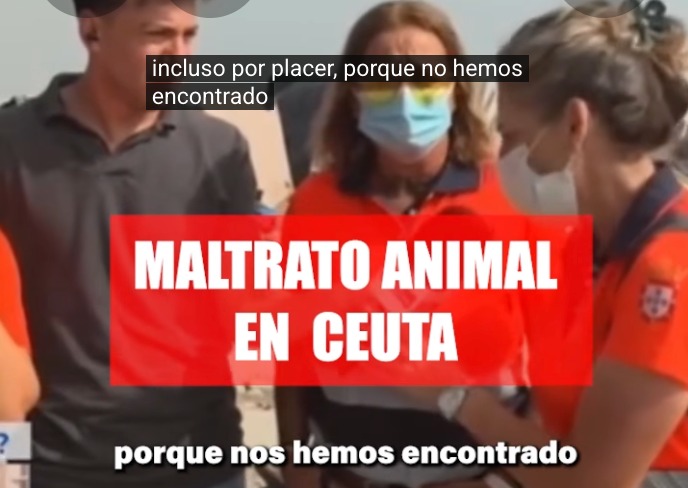 Maltrato animal Ceuta