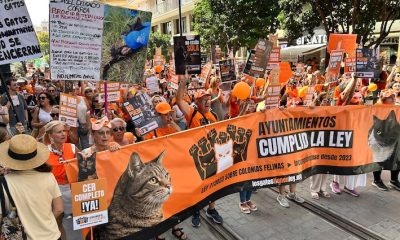 Manifestacion colonias gatos