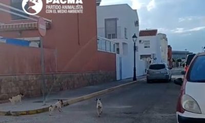 PERROS Umbrete