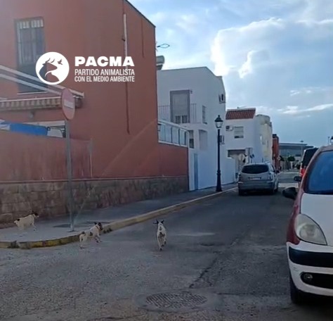PERROS Umbrete