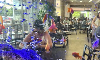 Pecera peces