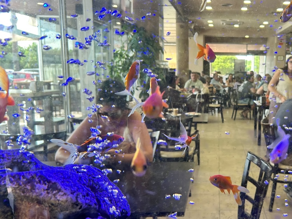 Pecera peces