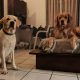 Perros piso