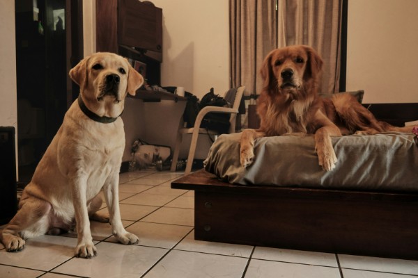 Perros piso