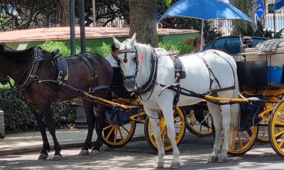coches de caballos