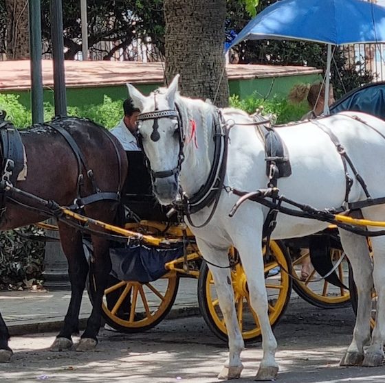 coches de caballos
