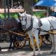 coches de caballos
