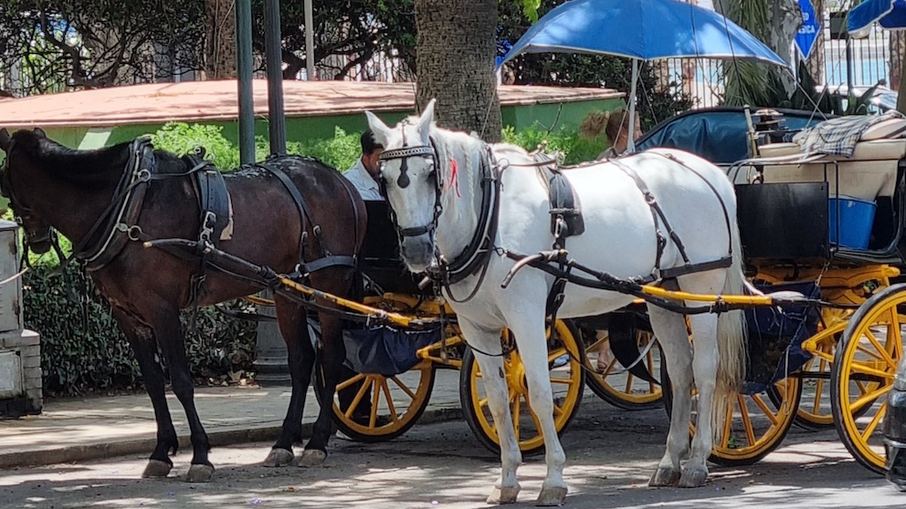 coches de caballos