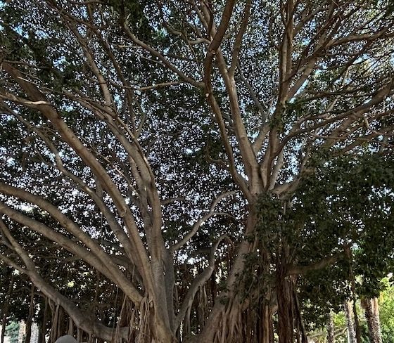 Arbol Benalmadena