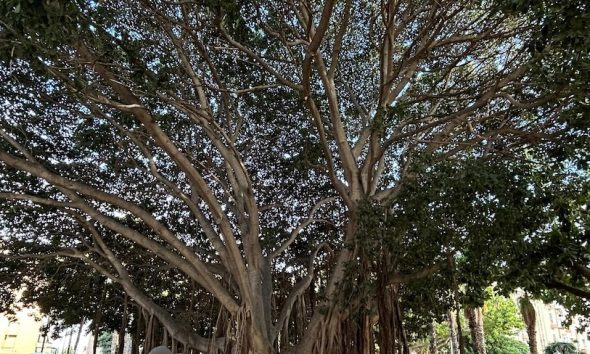 Arbol Benalmadena