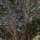 Arbol Benalmadena