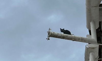 Gato tuberia