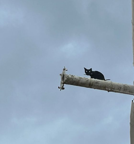 Gato tuberia