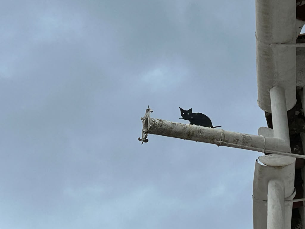 Gato tuberia