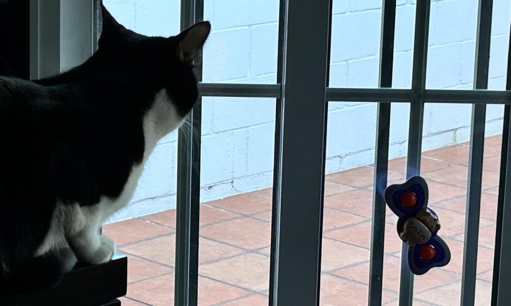 Gato ventana