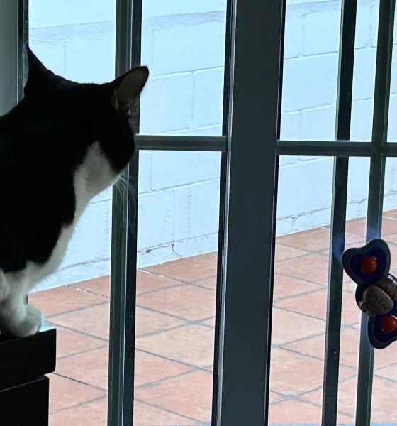Gato ventana