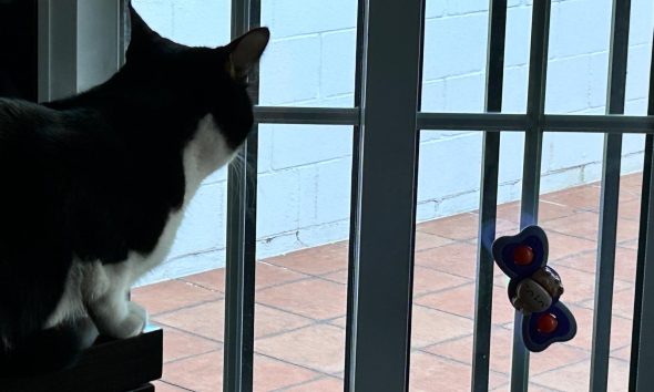 Gato ventana