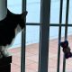 Gato ventana