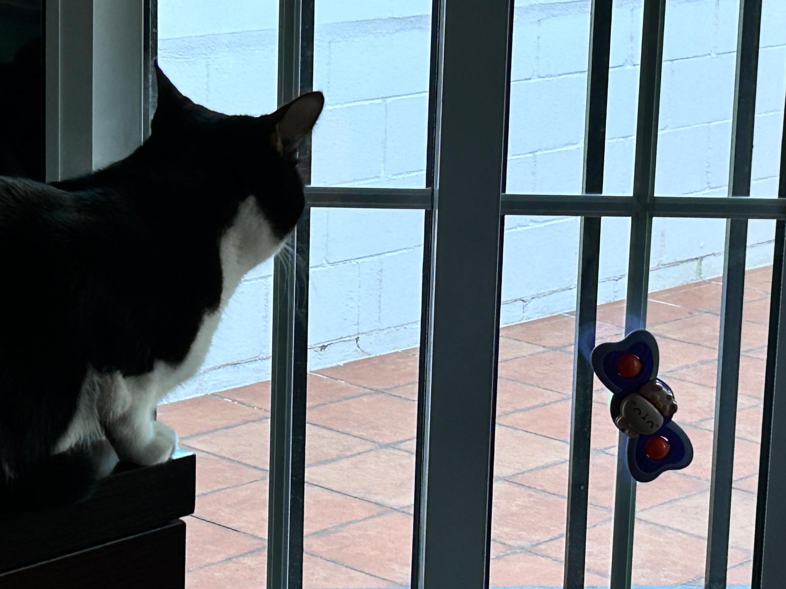 Gato ventana