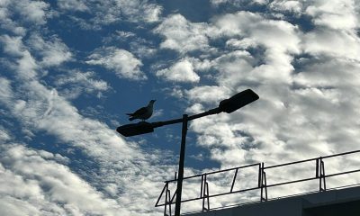 Gaviota nubes farola