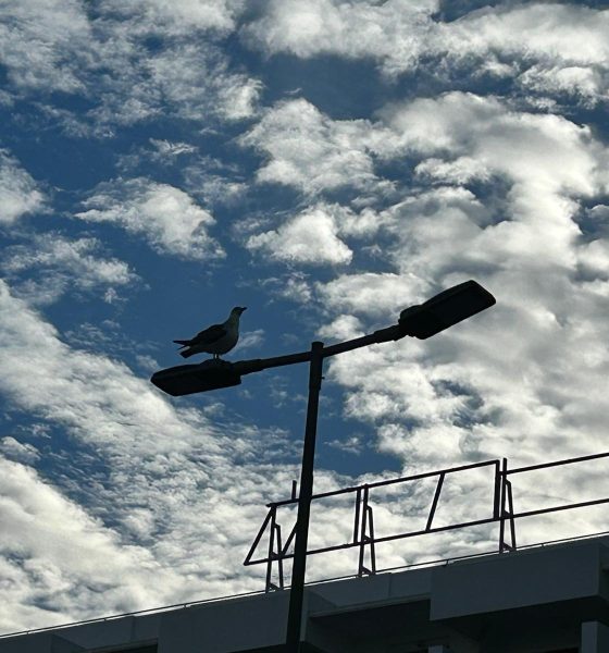 Gaviota nubes farola