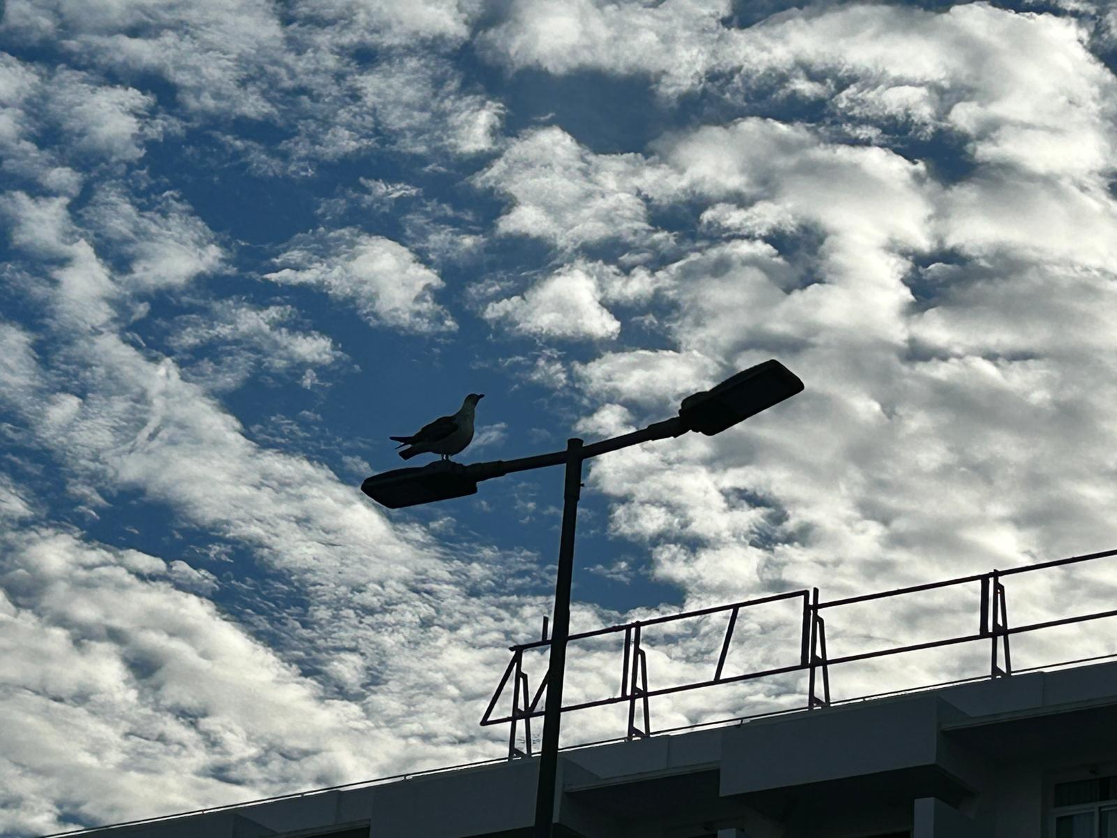 Gaviota nubes farola