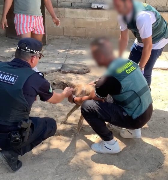 Guardia civil perro