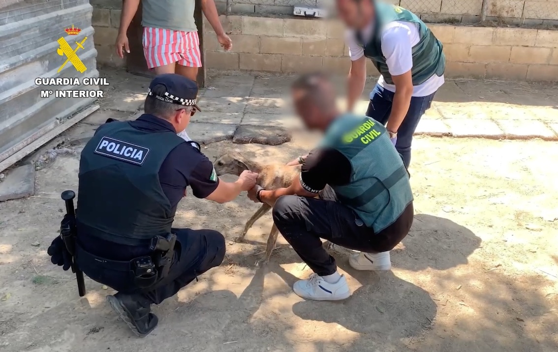 Guardia civil perro