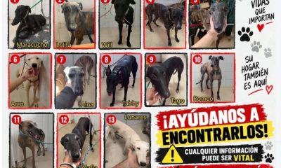 Robo galgos enfermos
