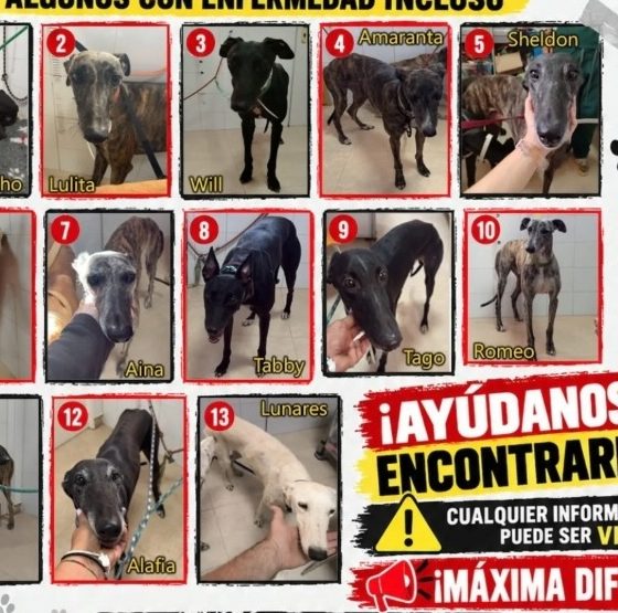 Robo galgos enfermos