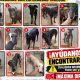 Robo galgos enfermos
