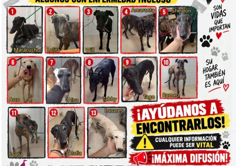 Robo galgos enfermos